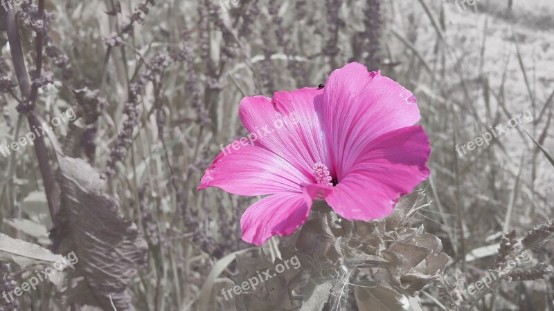 Blossom Bloom Pink Pink Flower Plant