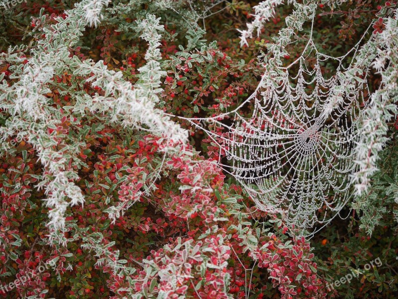 Nature Winter Frost Berries Cobweb