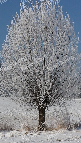 Tree Hoarfrost Wintry Free Photos