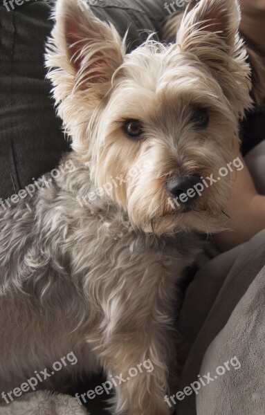 Dog Living Room Free Photos