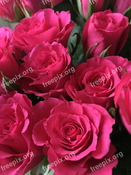 Flowers Roses Flower Ros Red Rose