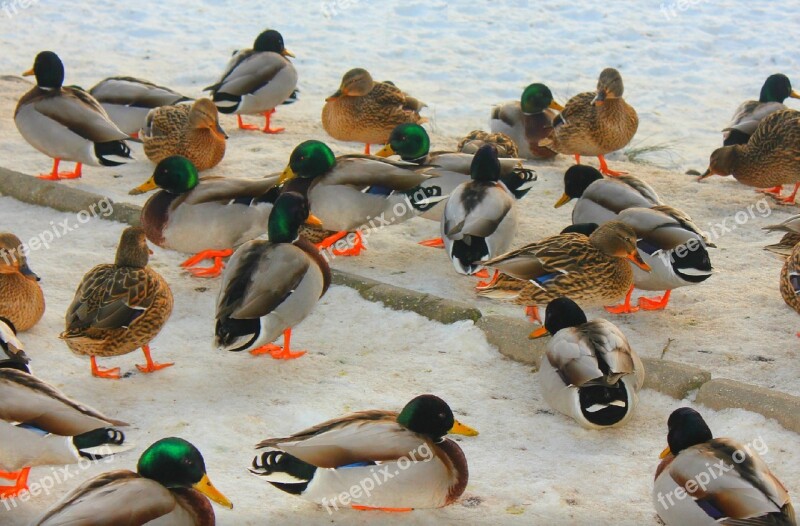 Harlequin Wild Ducks Drake Winter Snow