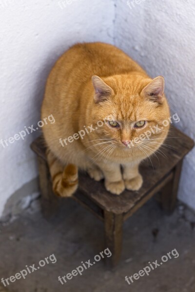 Cat Redhead Stool Angle White Wall