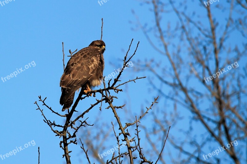 Buzzard Hawk Bird Bird Of Prey Raptor