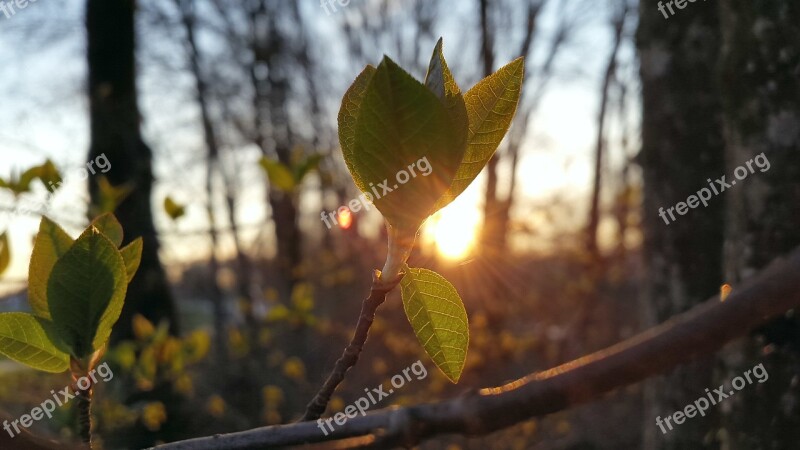 Spring Leaves Sun Leaf Branch