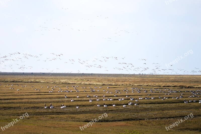 Wild Geese Mecklenburg North Birds Fields