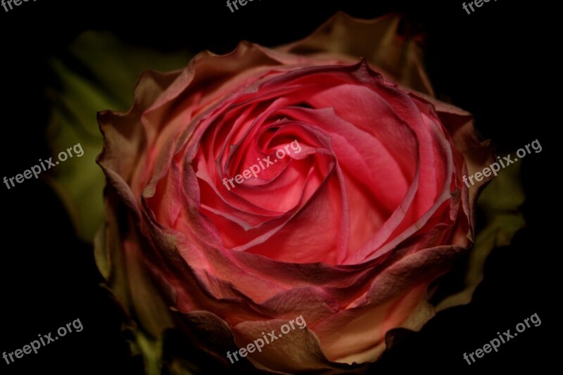 Rose Red Flower Blossom Bloom