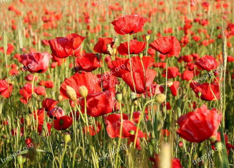 Poppy Summer Red Orange Blossom