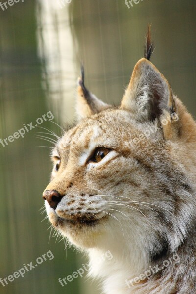 Lynx Zoo Rostock Face Free Photos