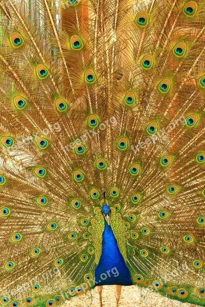 Peacock Radschlagen Radschlagender Peacock Zoo Greifswald Free Photos