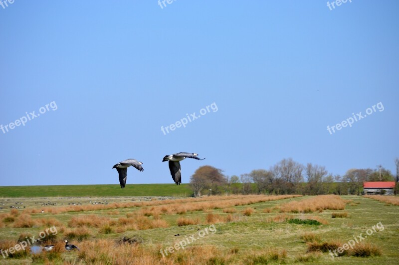 North Sea Migratory Birds Geese Spring Wild Geese