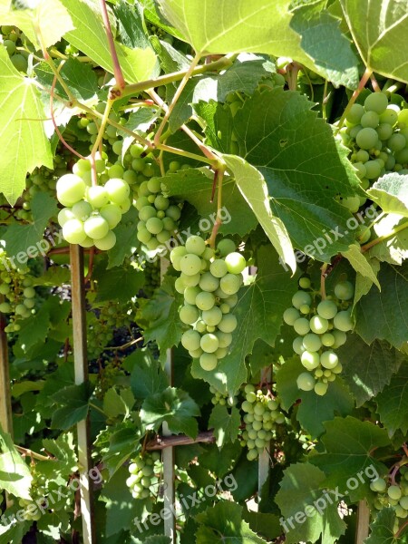 Grapes Vines Grapevine Winegrowing Vineyard