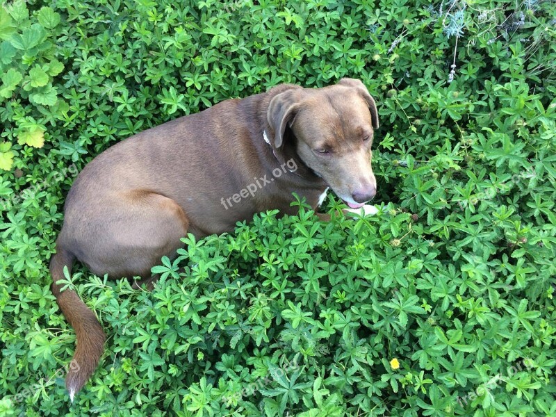 Labradormix Scroll Dog On Brown Dog Free Photos