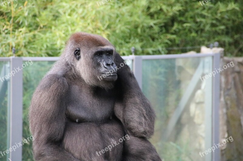 Gorilla Berlin Zoo Animal World Animal