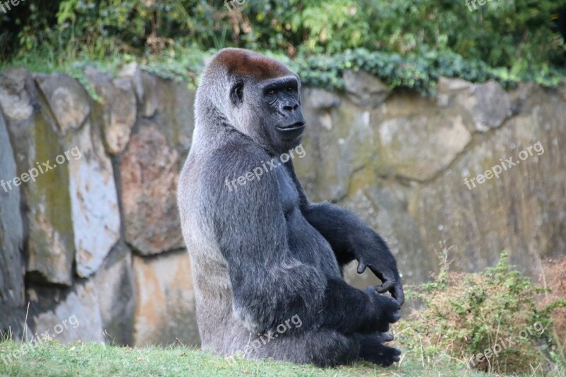 Gorilla Berlin Zoo Animal World Animal