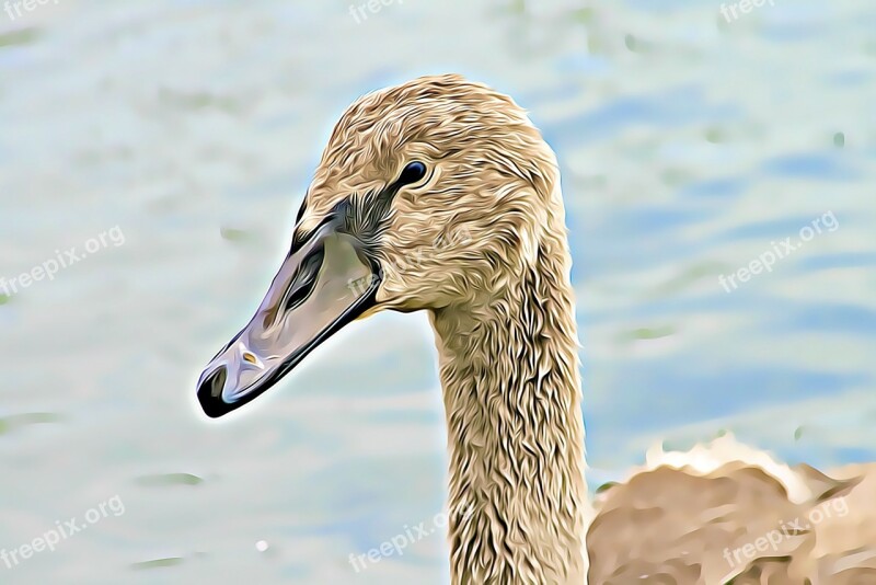 Swan Lake Winged Young Bird Nature