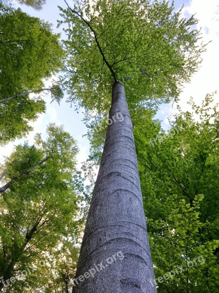 Forest Tree Spring Sprout Grow