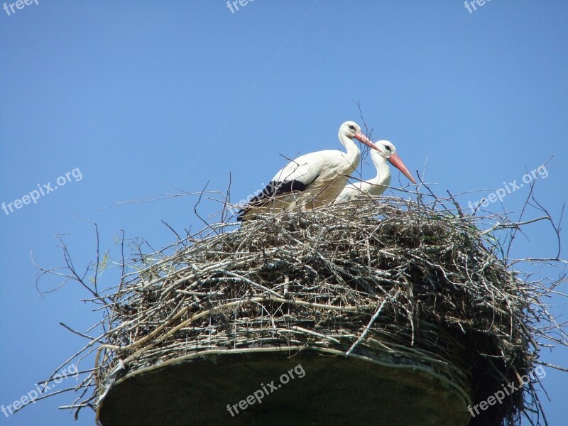 Stork Netherlands Nature Bird Nest