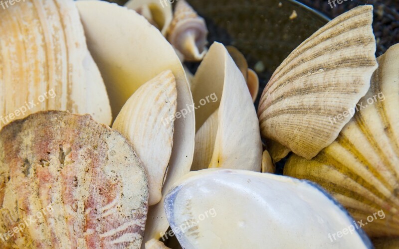 Clam Low Tide Beach Sea Shells