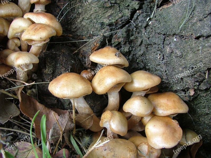 Nature Mushroom Mushroom Group Red Mushroom Forest Mushroom