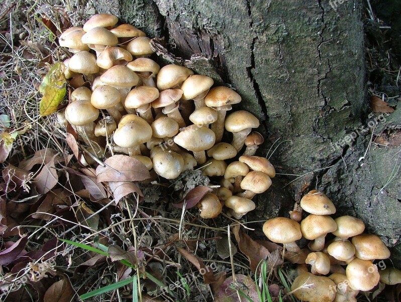 Mushroom Nature Mushroom Group Free Photos