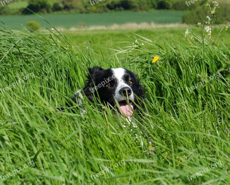 Collie In Grass Facing Camera Border Cute