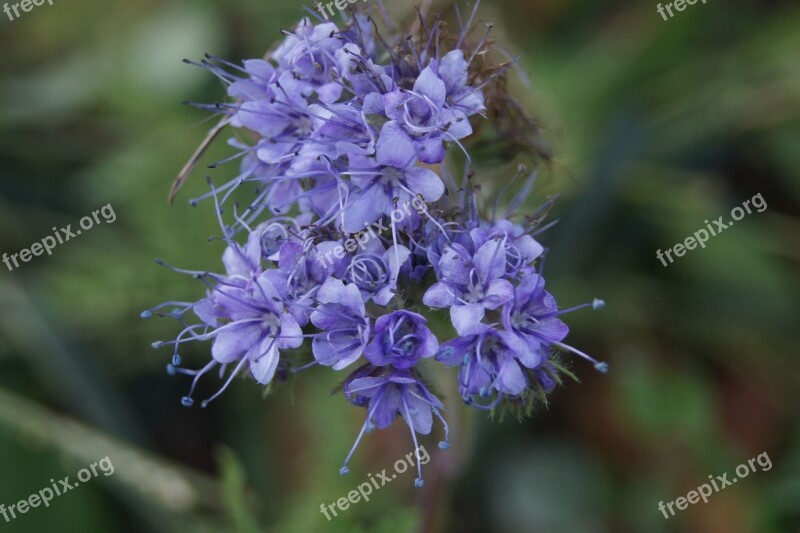 Bees Blue Purple Royal Blue Bright Blue