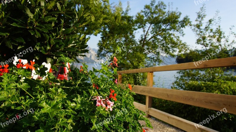 Traunsee Flowers Wood Plank Lake Tree