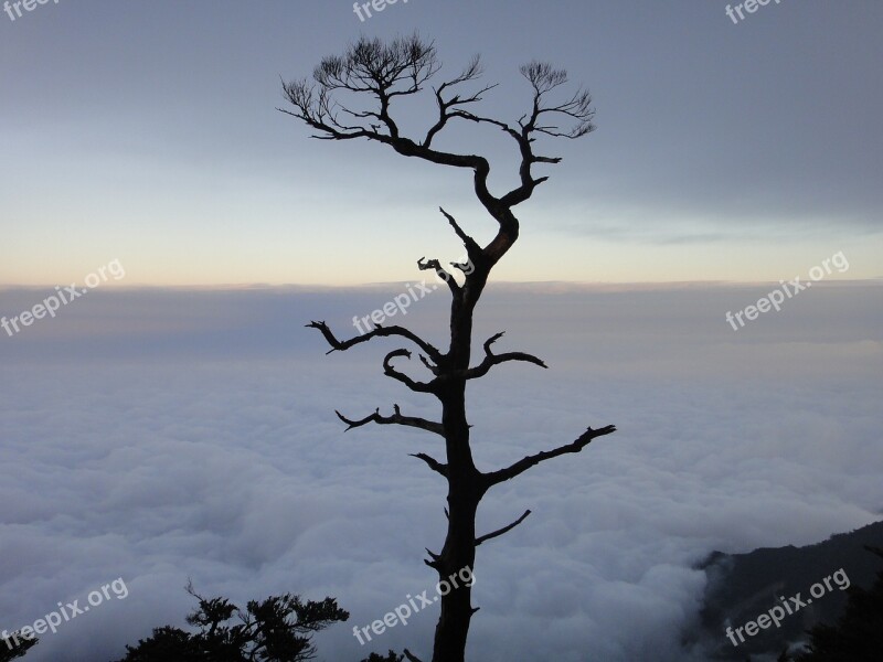 Clouds Giant Tree Sam Rainsy Free Photos