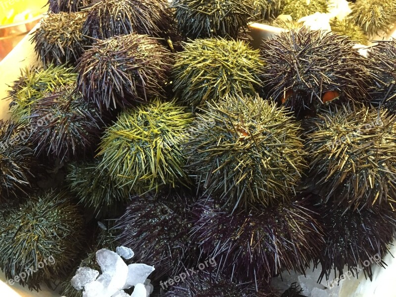 Sea Urchin Sea Urchins Sea Fresh Seafood Seafood