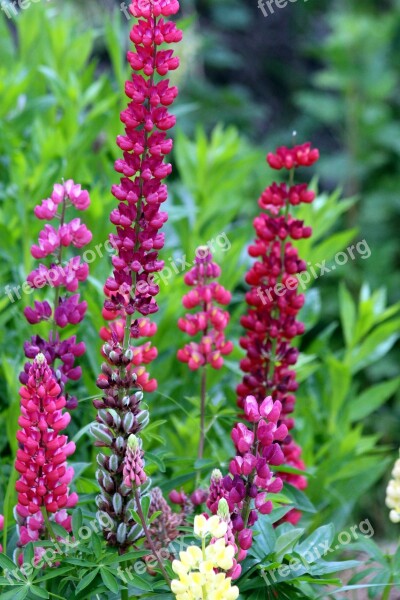 Lupine Lupine Flowers Lupinus Flowers Plant