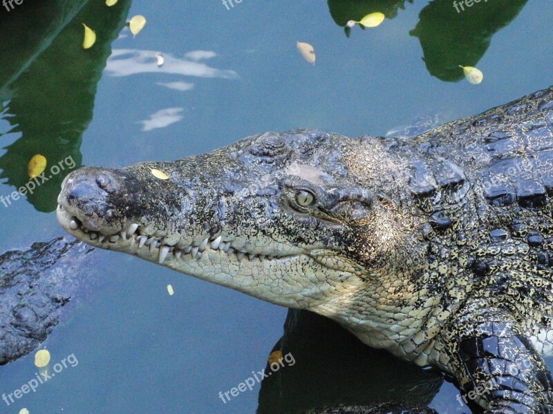 Crocodile Snout Crocodile Lies Crocodile Farm Mouth