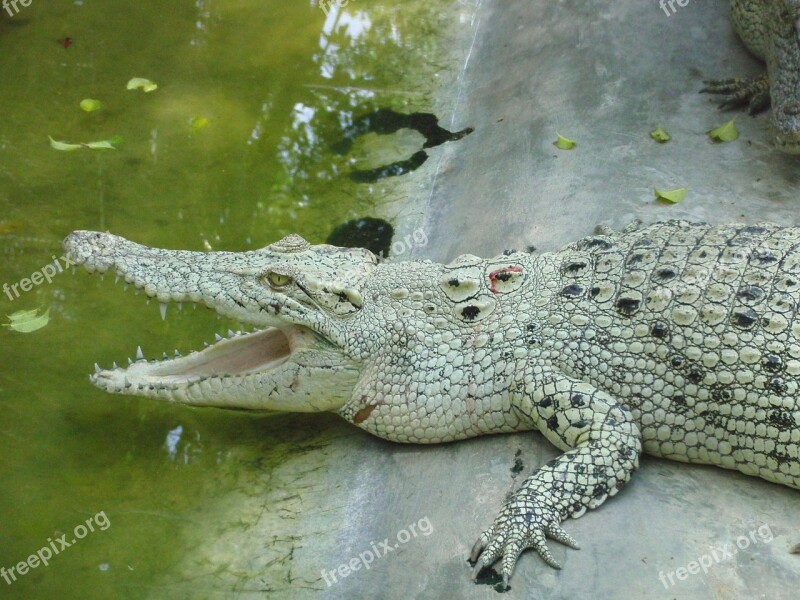 White Crocodile Lies Crocodile Farm Crocodile Mouth