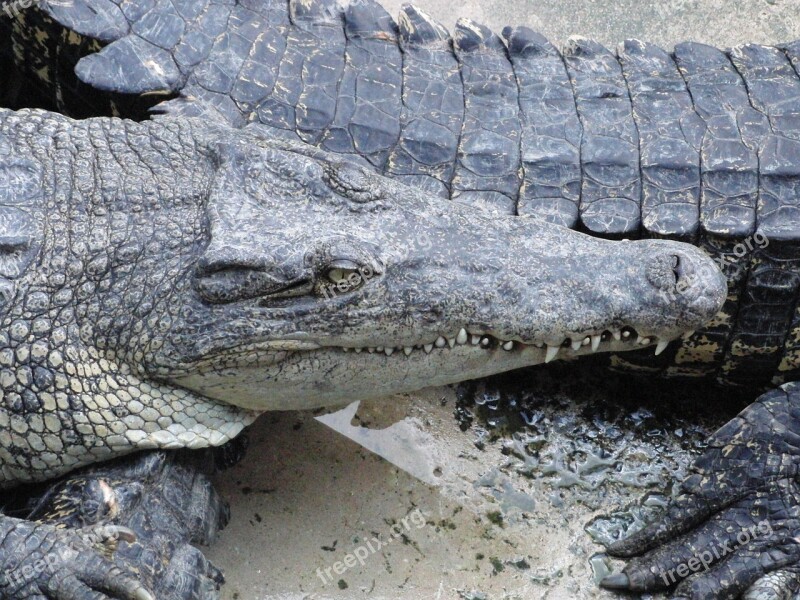 Crocodiles Crocodile Farm Reptiles Creeping Things Head