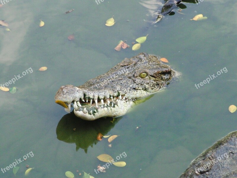 Crocodile Snout Water Crocodile Mouth Reptile