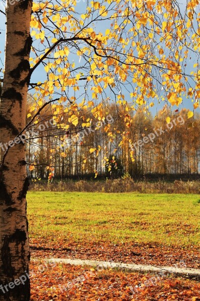 Nature Field Trees Birch Autumn