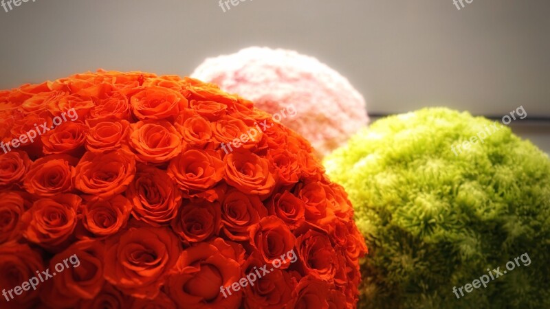 Rose Flower Orange Floral Blossom