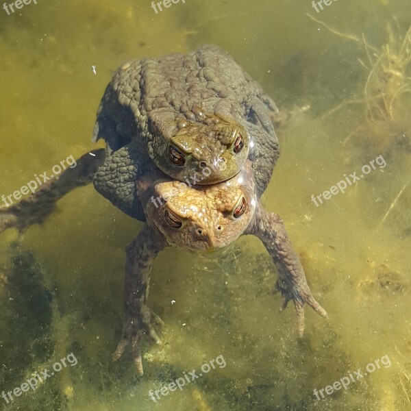 Turtle Pond Habitat Animal World Hidden