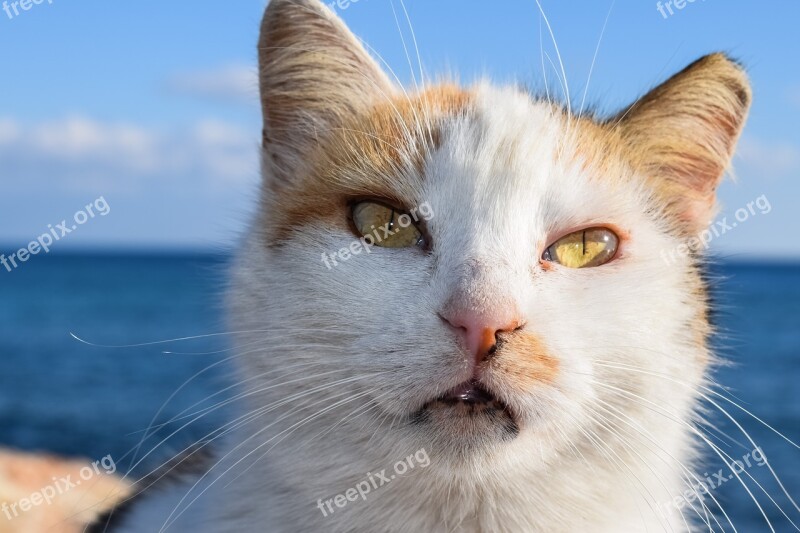 Cat Stray Animal Outdoor Portrait