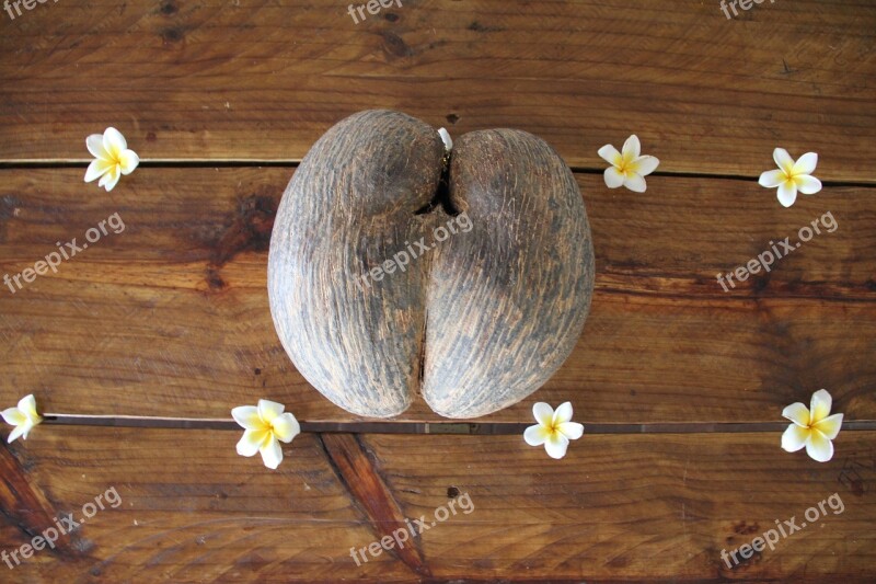 Coco De Mer Coconut Seychelles Free Photos