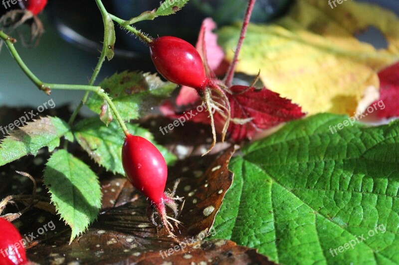 Herbal Rosehip Leaf Vitamin Medicine