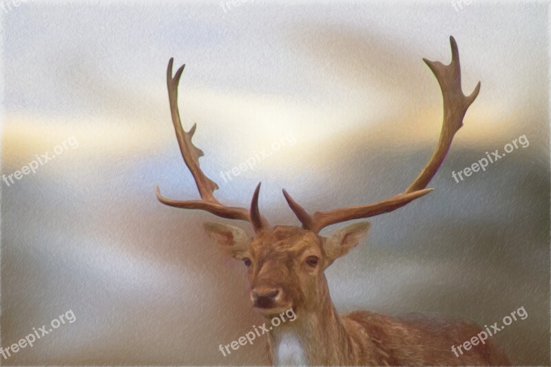 Drawing Colored Pencil Drawing Hirsch Antler Art