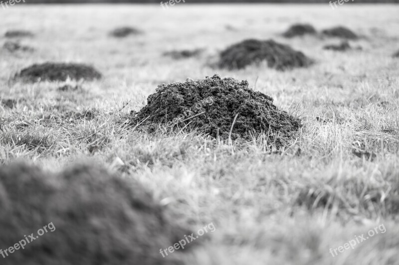 Molehill Mole Earth Hill Meadow