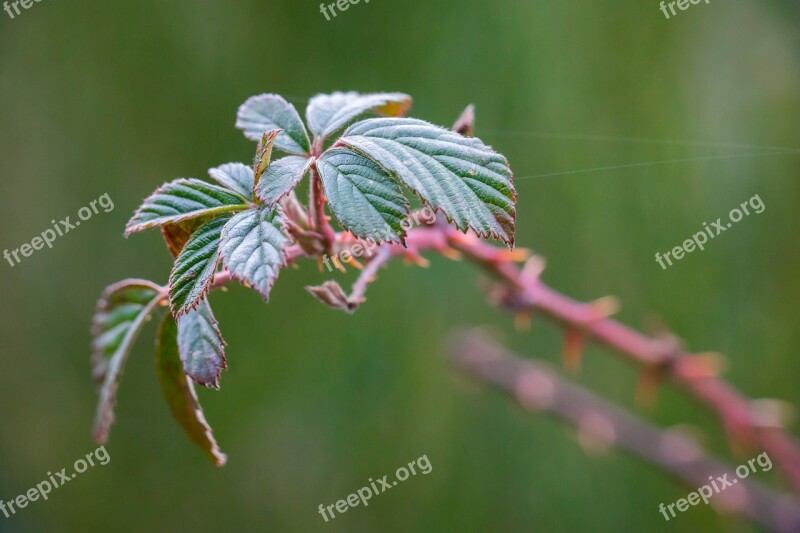 Bramble Leaves Bush Spur Winter