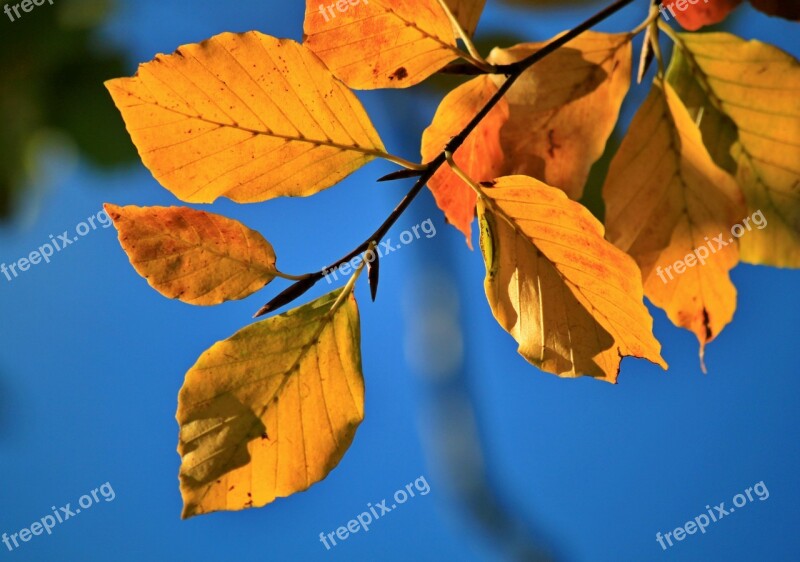 Fall Foliage Beech Beech Leaves Fall Color Autumn