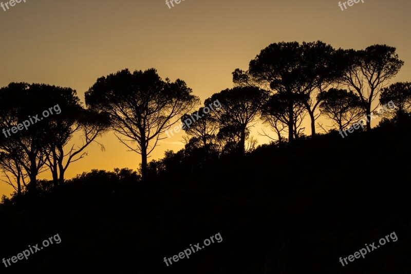 Abendstimmung Tuscany Italy Transversely Veto Oak Forest