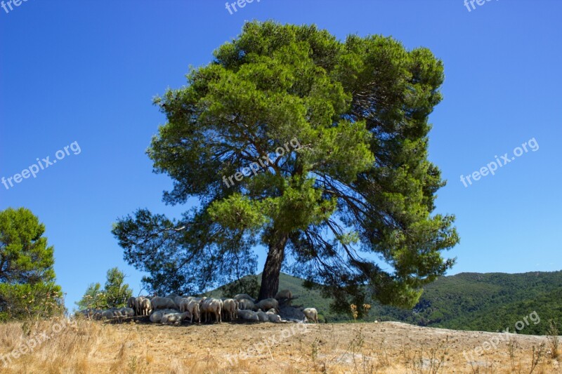 Tuscany Oak Forest Flock Of Sheep Sheep Summer