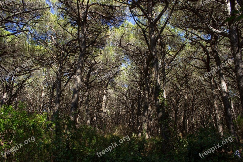 Italy Tuscany Pine Forest Landscape La Pineta