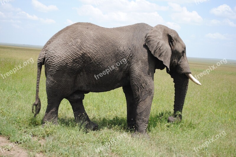 Tanzania Africa Safari Serengeti Park