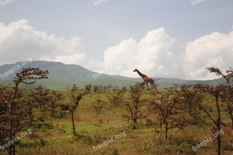 Tanzania Giraffe Savanna Africa Reserve